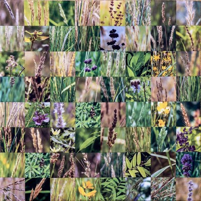 Grass Flowers Mosaic Collage