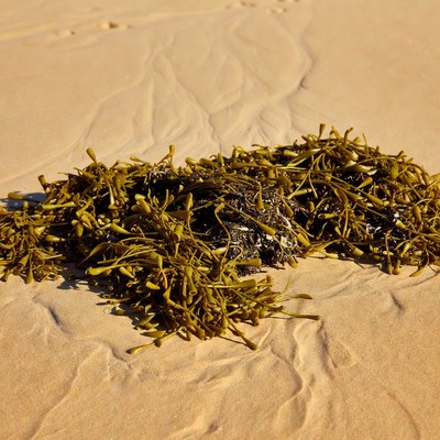Seaweed on Sandy Beach