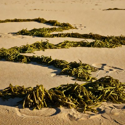 Seaweed Strands on Sandy Beach