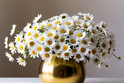 White Daisies in Gold Vase