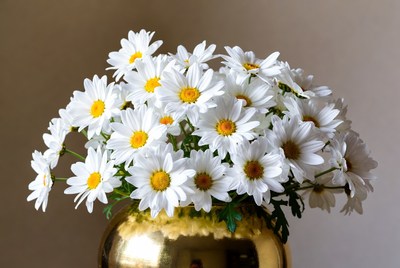 White Daisies in Golden Vase
