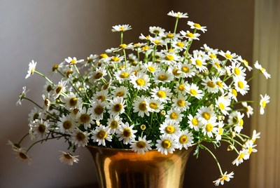 White Daisies in Gold Vase