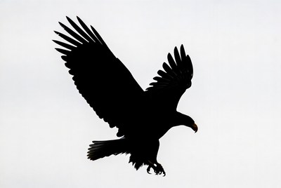 Bald eagle flying silhouette