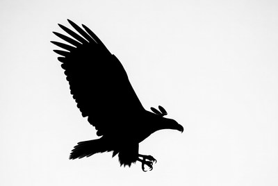 Flying Eagle Silhouette Illustration