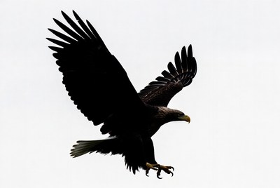 Bald eagle flying silhouette