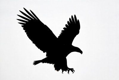 Bald eagle flying silhouette