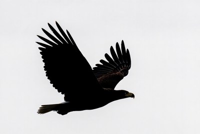 Bald eagle flying silhouette