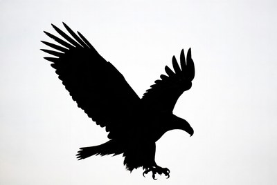 Bald eagle silhouette flying