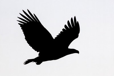 Flying Eagle Silhouette
