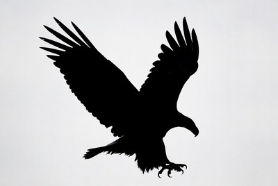 Bald eagle silhouette flying
