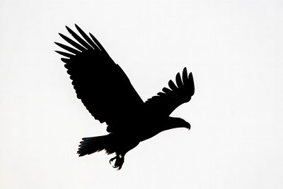 Flying Eagle Silhouette