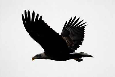 Bald eagle flying silhouette