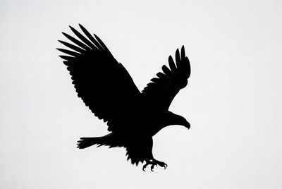 Eagle silhouette with wings spread