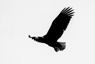 Bald eagle flying silhouette