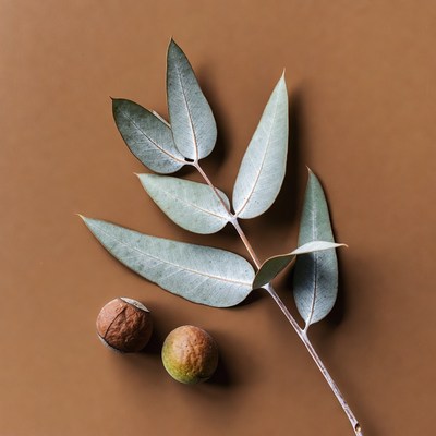 Eucalyptus Leaves and Nuts