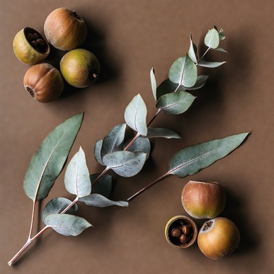 Eucalyptus Leaves and Seed Pods