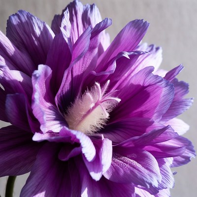 Purple Dahlia Flower Closeup