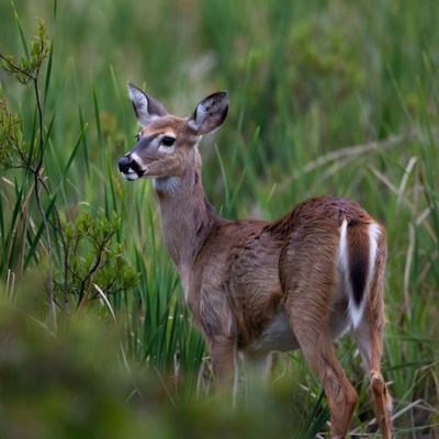 Doe standing in green marsh grass