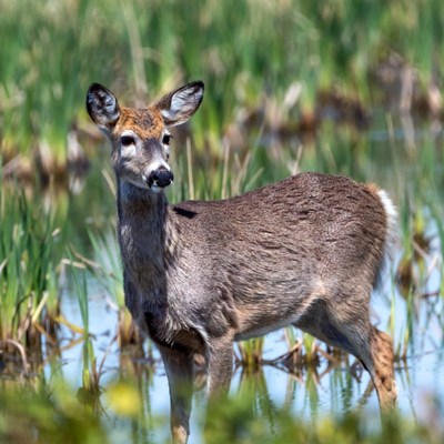 Doe standing in marsh water