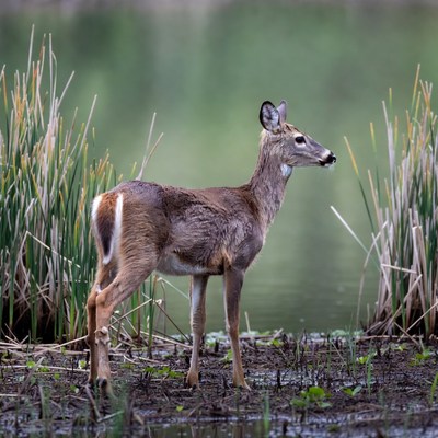 Doe standing by lake reeds