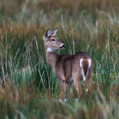 Young deer in marsh grass