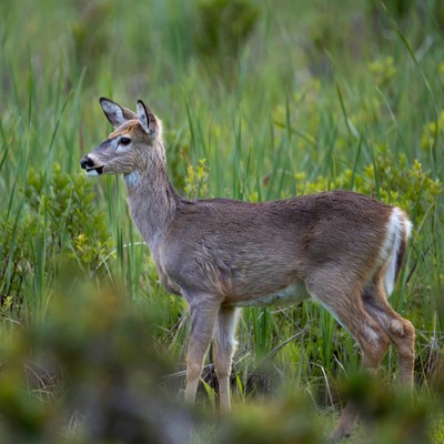 Young white-tailed deer in marsh grass