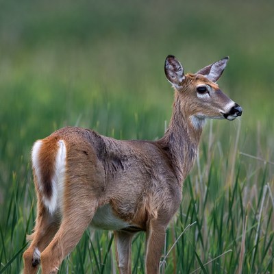 Doe standing in green grass