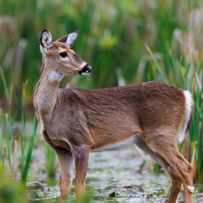 Doe standing in green marsh