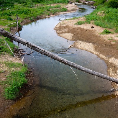 Fallen log across forest stream