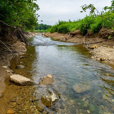 Clear stream flowing through green forest