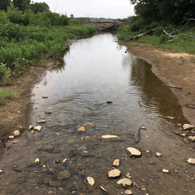 Small creek flowing through green marsh