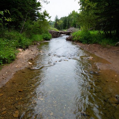 Forest Stream with Log Bridge