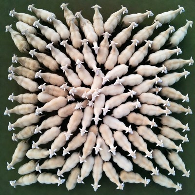 Sheep flock in circular formation
