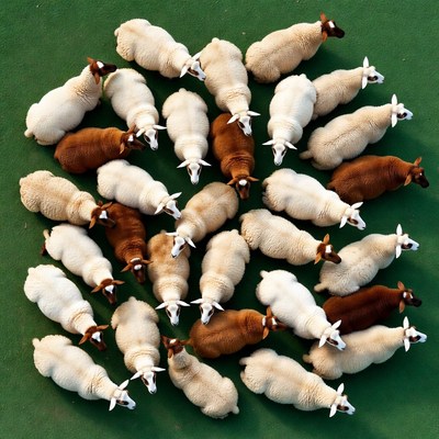Sheep arranged in circle on green grass