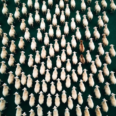 White sheep flock with one brown sheep