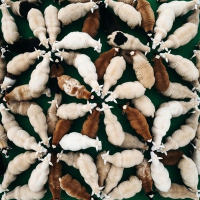 Sheep arranged in circular pattern