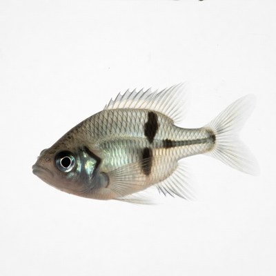 Black Cross Convict Cichlid Fish