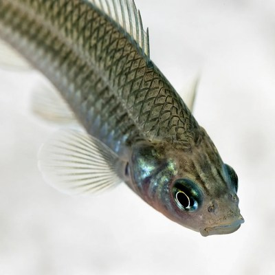 Green Neon Tetra Fish Closeup