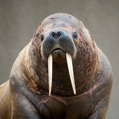 Walrus with long tusks