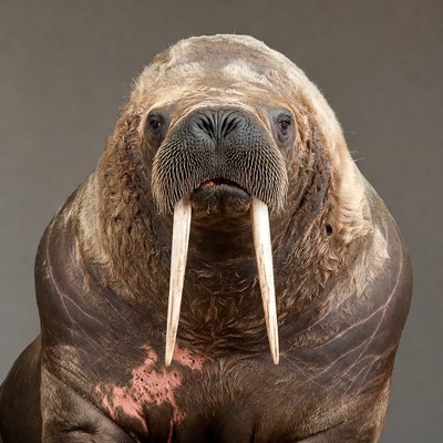 Walrus with long tusks