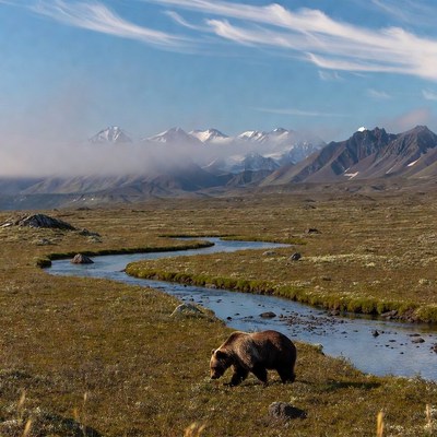 Grizzly Bear by Mountain River