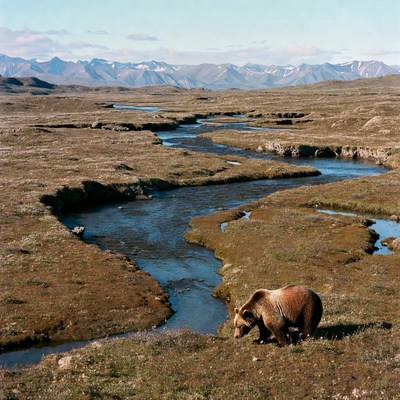 Grizzly bear drinking by river