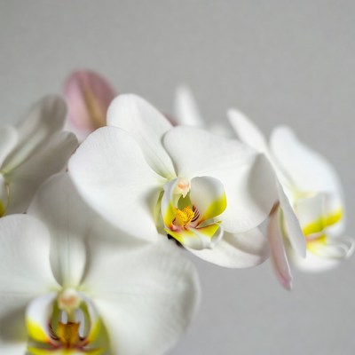 White Phalaenopsis Orchids with Yellow Centers