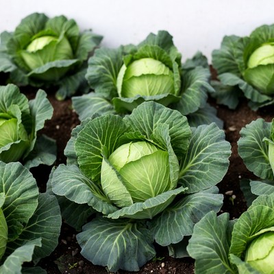 Fresh green cabbage heads in field