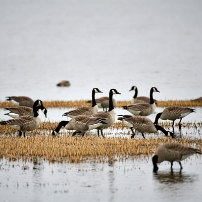 Canada Geese Foraging in Shallow Water