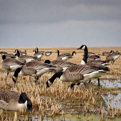 Canada Geese Foraging in Marsh