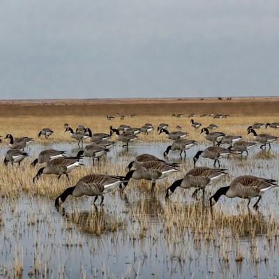 Canada Geese Foraging in Marsh