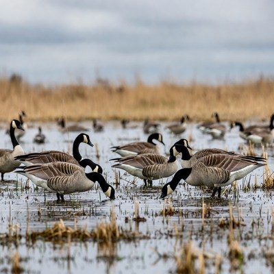 Canada Geese Foraging in Marsh