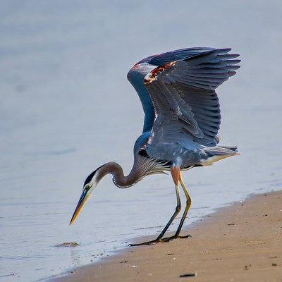 Great Blue Heron spreading wings on beach