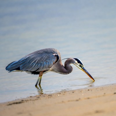 Great Blue Heron drinking water